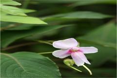Impatiens fruticosa